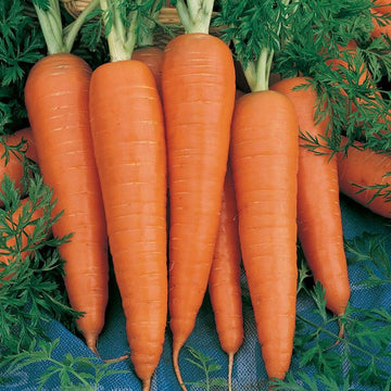 A group of long, orange Danvers carrots with green tops, laid out on a blue cloth.