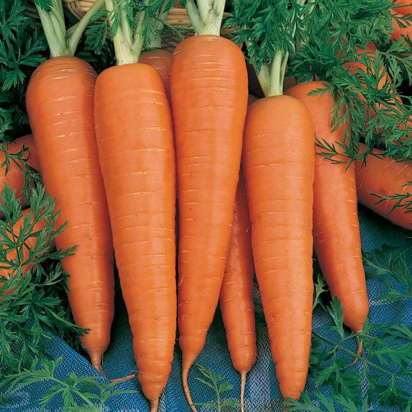 A group of long, orange Danvers carrots with green tops, laid out on a blue cloth.
