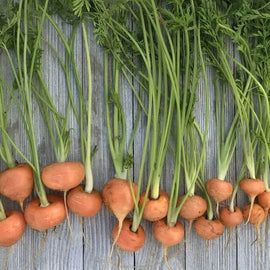 A row of freshly harvested small, round carrots with green tops laid out on a wooden surface.