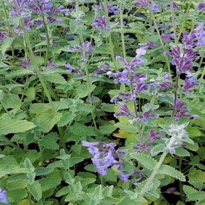A garden bed with vibrant purple catnip plants featuring aromatic, heart-shaped leaves.