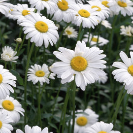 A photo showing a group of Chamomile German seeds in bloom, with white petals and yellow centers, growing in a garden.