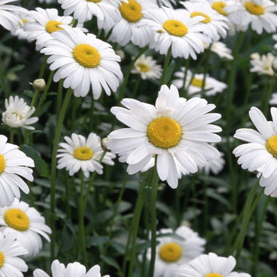 A photo showing a group of Chamomile German seeds in bloom, with white petals and yellow centers, growing in a garden.