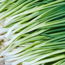 A close-up image of fresh chives, with long green stalks and white roots.
