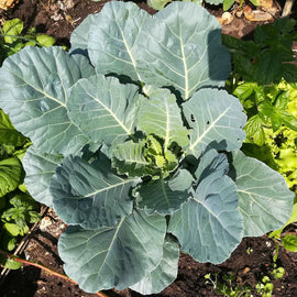 A collard plant with large green leaves growing in a garden bed.