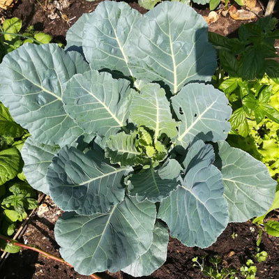 A collard plant with large green leaves growing in a garden bed.