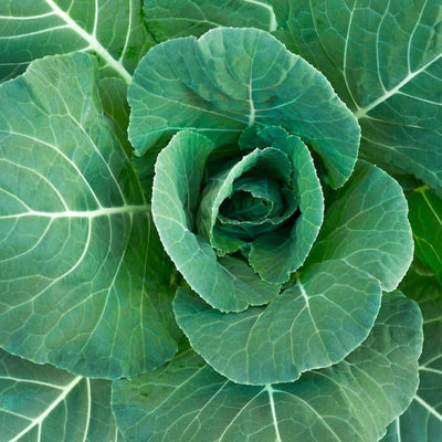 Collards Champion Seeds - 0