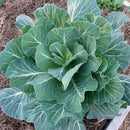 A mature collard plant with large green leaves growing in a garden bed.