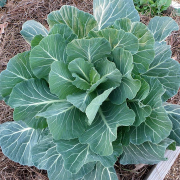 A mature collard plant with large green leaves growing in a garden bed.