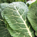 Collards Georgia Southern Seeds-2