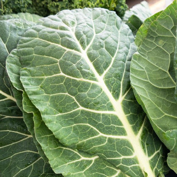Collards Georgia Southern Seeds - 0