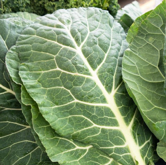Collards Georgia Southern Seeds
