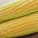 Close-up of fresh ears of sweet corn with golden yellow kernels, still in green husks.