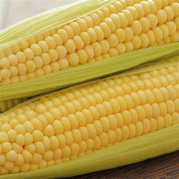 Close-up of fresh ears of sweet corn with golden yellow kernels, still in green husks.