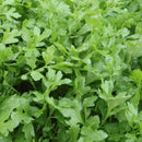 A close-up image of fresh green curly leaf cress.