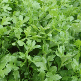 A close-up image of fresh green curly leaf cress.