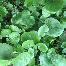 A photo showing a garden bed with young Upland Cress plants, characterized by their round green leaves.