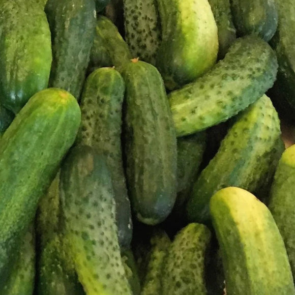 A pile of fresh green cucumbers with visible texture and slight imperfections, indicating their natural state.