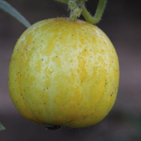 A small, round, yellow cucumber with apple-shaped features, still attached to the vine.