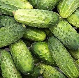 Cucumber Pickling SMR58 Seeds - 0