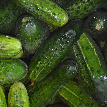 A pile of fresh green cucumbers, with visible water droplets on their surface, indicating they are juicy and possibly recently washed.