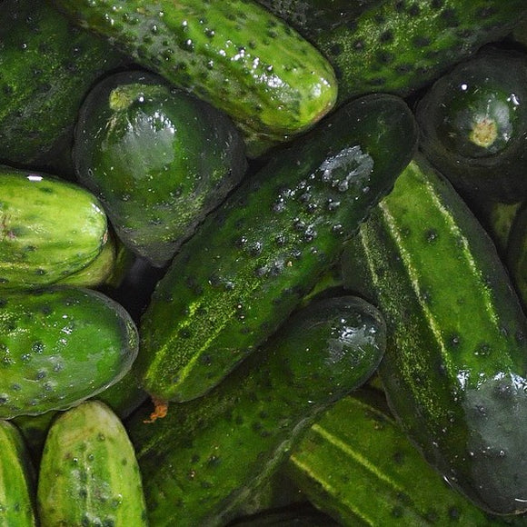 A pile of fresh green cucumbers, with visible water droplets on their surface, indicating they are juicy and possibly recently washed.