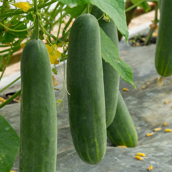 A cucumber plant with several long green cucumbers hanging from it, surrounded by green leaves.