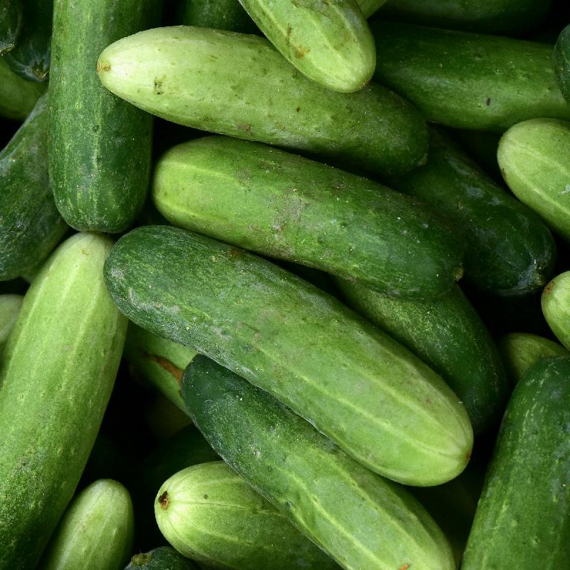 Cucumber Slicing Marketmore 76 Seeds - 0