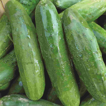 A pile of fresh, dark green cucumbers with visible water droplets on their surface.