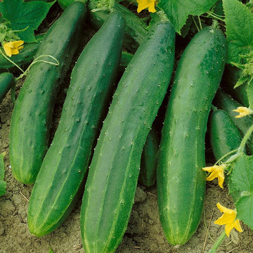 A group of fresh green cucumbers growing on the vine with yellow flowers.