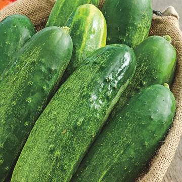 Close-up of green cucumbers on a burlap background