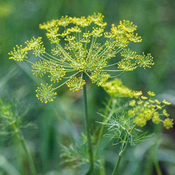 Close-up of a dill plant with yellow flower heads and green foliage.