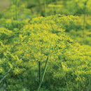 Dill Dukat Seeds-2