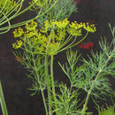 Close-up of a dill plant with green leaves and small yellow flowers on a dark background