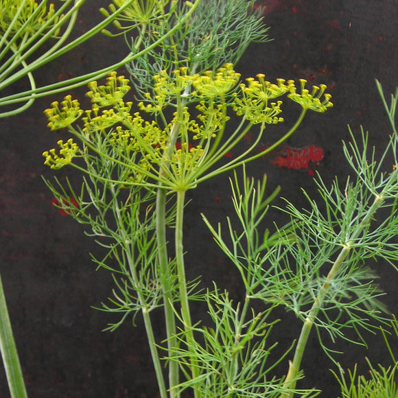 Close-up of a dill plant with green leaves and small yellow flowers on a dark background