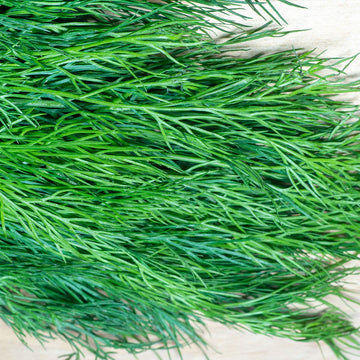 A close-up image of fresh Fernleaf Dill foliage displaying its green color and slender leaves.