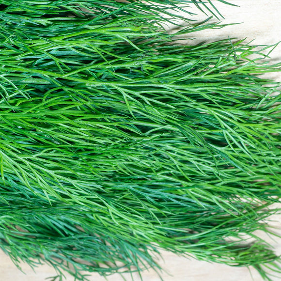 A close-up image of fresh Fernleaf Dill foliage displaying its green color and slender leaves.
