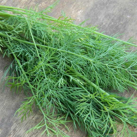 A bunch of fresh green dill herbs laid out on a surface.