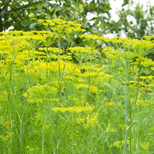 Dill Mammoth Long Island Seeds - 0