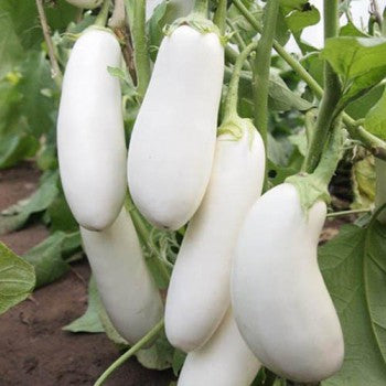 White eggplants on the vine with green leaves in the background.
