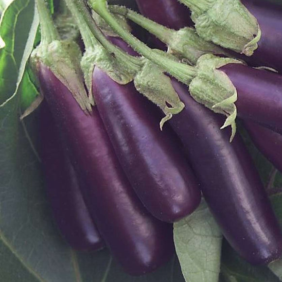 A cluster of little finger eggplants with dark purple skin, attached to green stems and leaves.