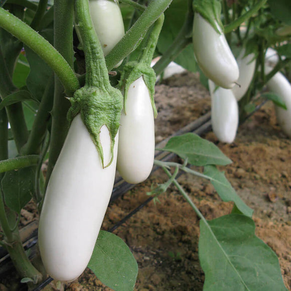 White eggplants growing on the vine with green leaves in the background, indicating a healthy plant.