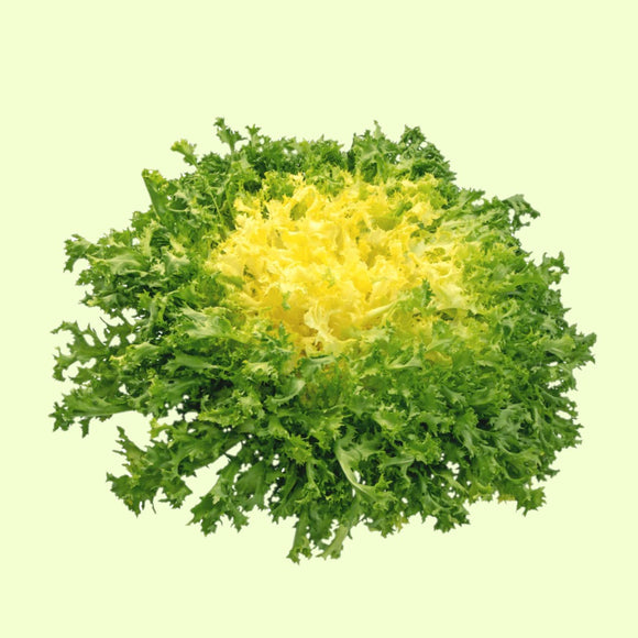 A fresh Endive Broadleaf Batavian leaf with a broad, slightly curled green and yellow appearance.