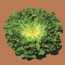 A mature Endive Tres Fine plant with finely cut, wispy green leaves.