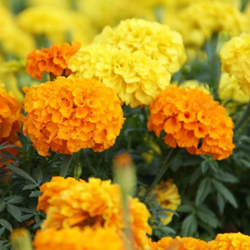 A garden bed filled with vibrant Marigold Crackerjack flowers in shades of gold, orange, and yellow.