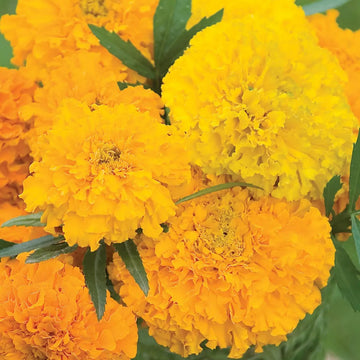 A close-up of African Marigold flowers with vibrant orange petals and a yellow center.