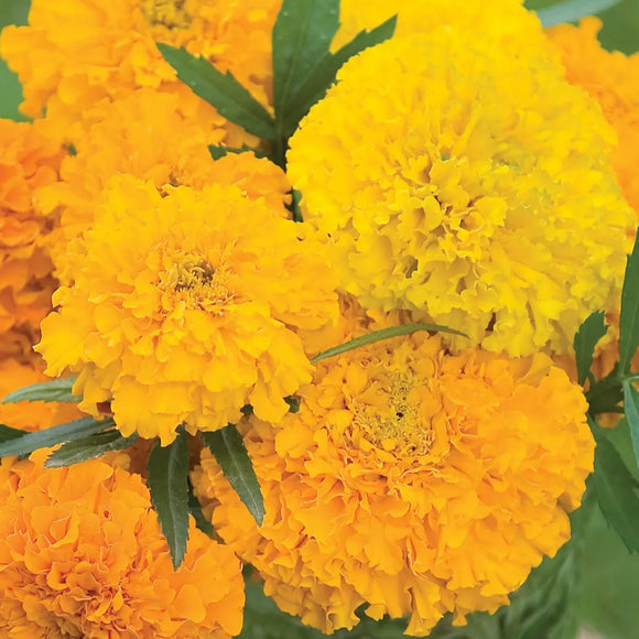 A close-up of African Marigold flowers with vibrant orange petals and a yellow center.