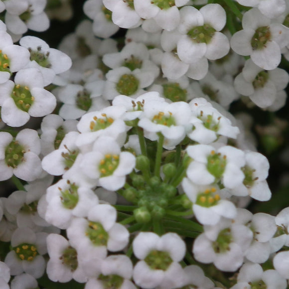 A close-up of sweet alyssum flowers with white petals and green stems and centers.