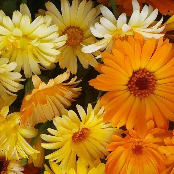 A variety of bright orange and yellow calendula flowers with a focus on their vibrant colors and petals.