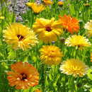 Yellow and orange flowers in a garden setting