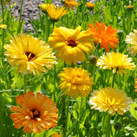 Yellow and orange flowers in a garden setting